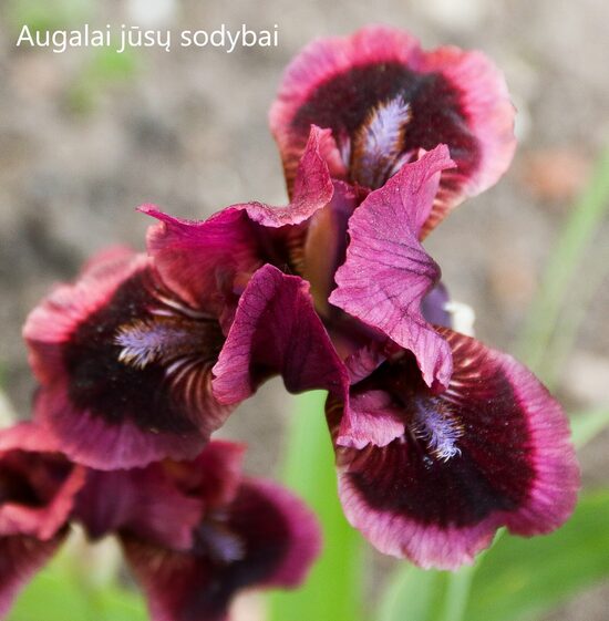 Vilkdalgis (Iris) 'Cat's Eye'
